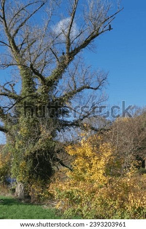autumnal Landscape at Wipperaue close to Wipperkotten Grinding House,River Wupper in Solingen,Bergisches Land,Germany Royalty-Free Stock Photo #2393203961