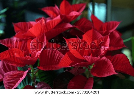 Red poinsettia, close up, selective focus Royalty-Free Stock Photo #2393204201