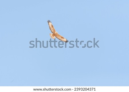 Long-legged Buzzard (Buteo rufinus) during spring migration over Eilat mountains, Israel.
