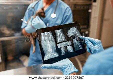 Veterinarians standing at boxes in veterinary clinic holding sphynx cat in their arms and studying x-ray images on tablet. Treatment and examination of the pet. Royalty-Free Stock Photo #2393207567