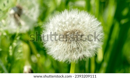 Blooming dandelion on a green background. High quality photo