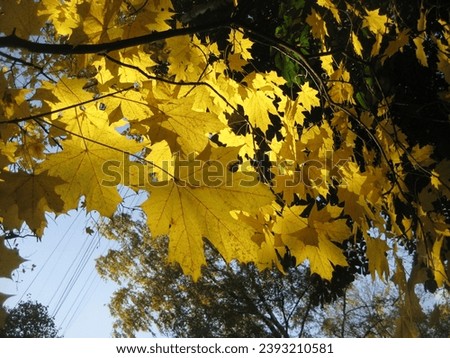 macro photo with a decorative natural background of yellow maple tree leaves in sunlight for landscape design of a garden and park as a source for prints, posters, interiors, wallpaper, advertising