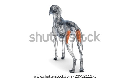 3d rendering anatomy of dog vastus medialis muscle 3d illustration
