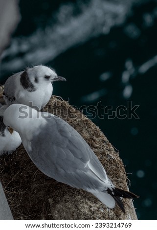 The black-legged kittiwake or Rissa tridactyla is a seabird species in the gull family Laridae. Perching families with chickens under the bridge