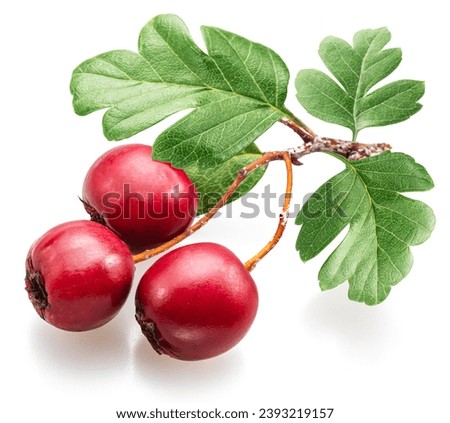 Common hawthorn berries closeup on white background. Royalty-Free Stock Photo #2393219157
