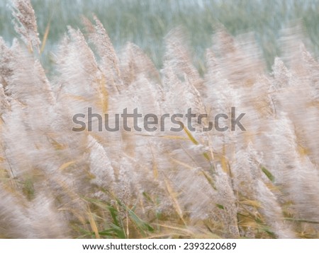 Reeds blowing in wind with ICM intentional camera movement