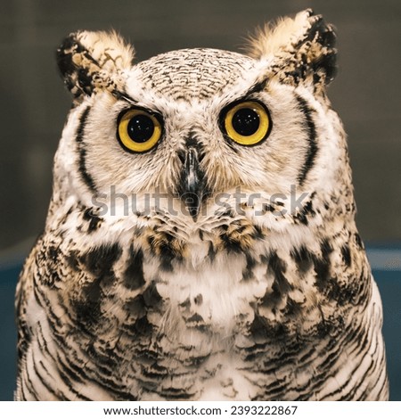 Owl, nocturnal bird of prey waiting