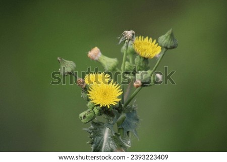 Sonchus asper thistle, dandelion like thistle wildflower in smoky mountains closeup  Royalty-Free Stock Photo #2393223409