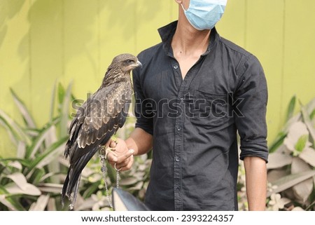 A young Bengali masked man holds an eagle's wings that spread out on his hand. Eagle hunter and his Golden Eagle. Used for falconry. Eagle haunted by man locked with a chain