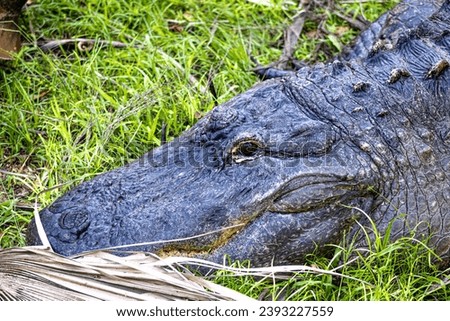 "In the heart of Florida's wild terrain, a formidable adult gator rests on land. Its massive head, adorned with weathered scales, conveys an ancient strength, embodying the untamed spirit of Florida. Royalty-Free Stock Photo #2393227559
