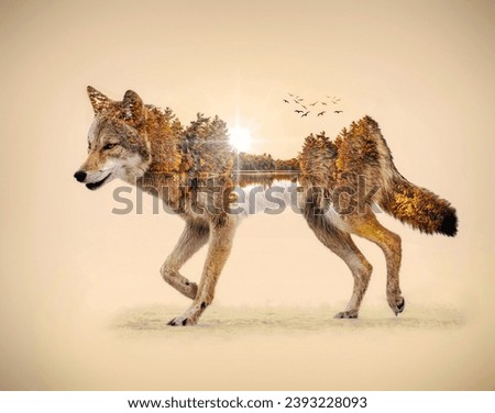 A Double Exposure Image of a Gray Wolf Hybrid and a Lake