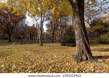 beautiful fall atmosphere in Central park New York with yellow leaves on the trees and skyline in the background
