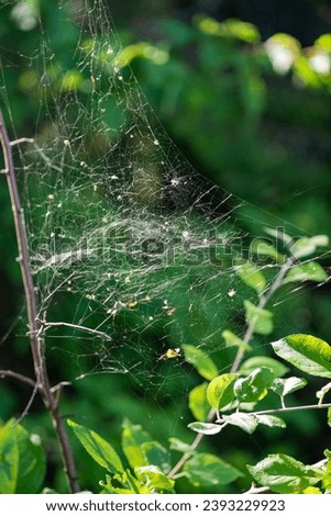 Messy spider web between the branches in the sun. Green natural desktop background.