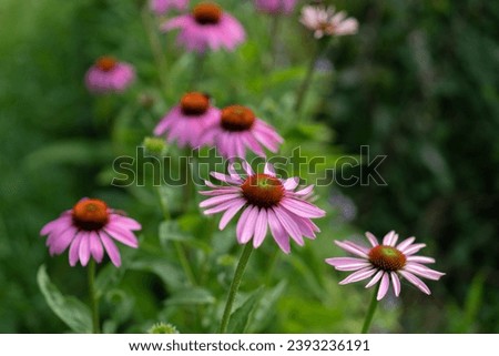 flower border from echinacea flower Royalty-Free Stock Photo #2393236191