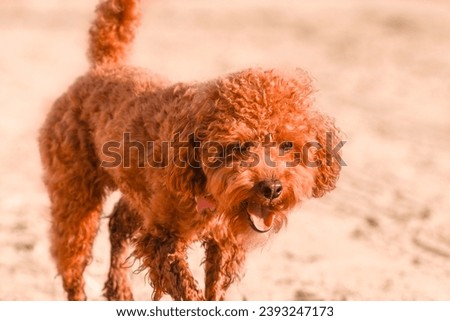 cute poodle with a funny muzzle in the pose of a running animal,photo in the moment of a jump at sunset.Dog with peach fuzz color of the year pantone 2024 fur runs along the sea sand