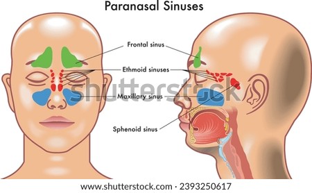 Medical diagram of  Paranasal Sinuses in the human head. Royalty-Free Stock Photo #2393250617