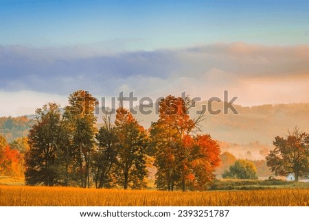 autumn landscape with trees and fog