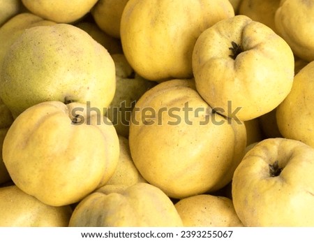 The quince is the member of Rosaceae family. It is a deciduous tree that bears hard, aromatic bright golden-yellow pome fruit Royalty-Free Stock Photo #2393255067