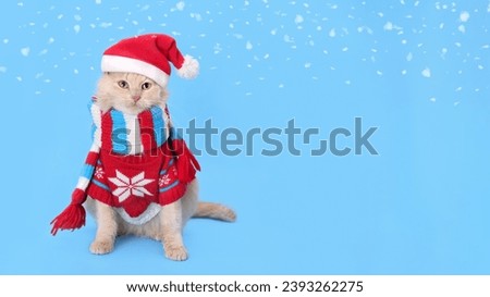 Studio portrait of a ginger cat against a blue background. Cat wearing warm red sweater, scarf and Santa Claus xmas red cap. Beautiful Cat in winter clothes. Happy New Year 2024. Merry Christmas. Snow