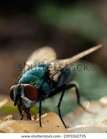 Closeup Macro Photography of Common green bottle fly. 