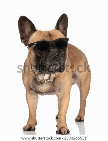 adorable french bulldog dog with sunglasses and golden collar looking away and standing in front of white background