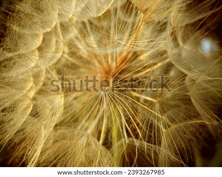          Natural photography close-up taken photo of Dandelion blow ball flower 