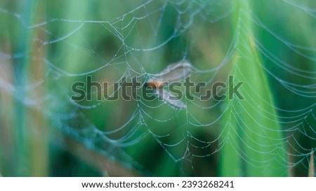 In this picture, an insect is caught in a spider's web
