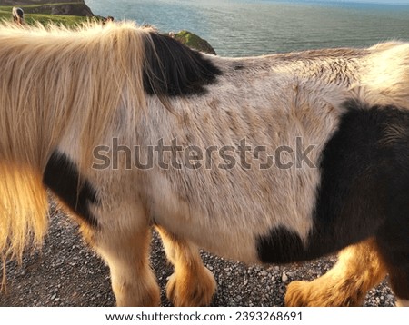 23 Nov 2023 - emaciated pony, possibly sick or diseased with ribs showing. Royalty-Free Stock Photo #2393268691