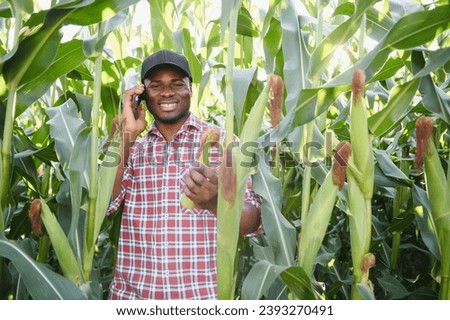 A man standing in a field of corn, on an organic farm