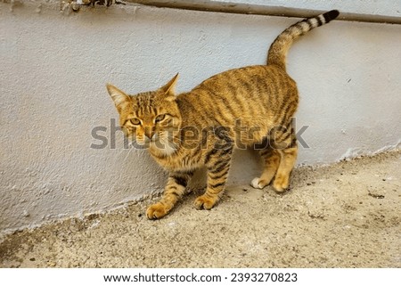 Tabby cute cat with raised tail near wall, looking at camera.