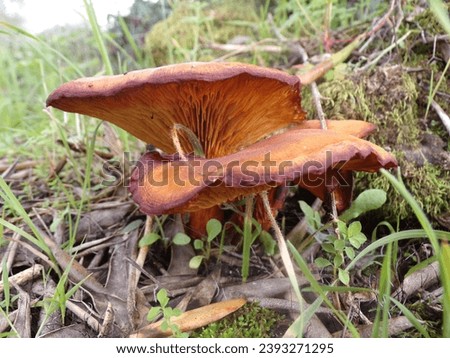 brown mushroom on green vegetation