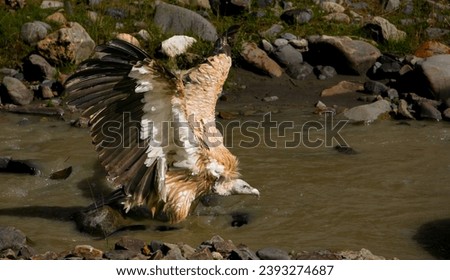 eagle in the river to look for food