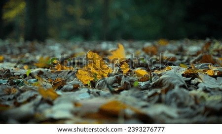 Autumn pictures with leaves, flowers, blackthrush