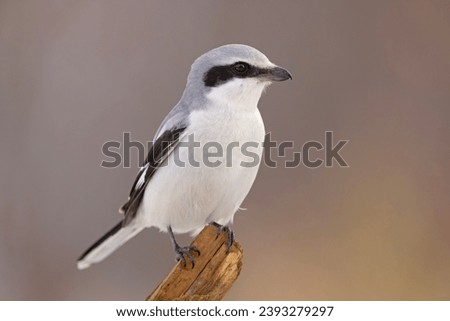 The great grey shrike (Lanius excubitor) is a large and predatory songbird species in the shrike family (Laniidae) Royalty-Free Stock Photo #2393279297
