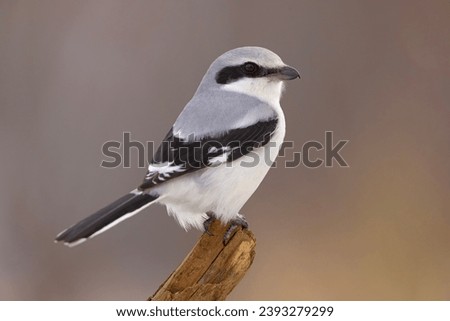 The great grey shrike (Lanius excubitor) is a large and predatory songbird species in the shrike family (Laniidae)