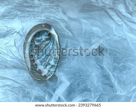 Haliotis, abalone or ear seashell alone on the white and silver plastic bag background. Known as mother of pearls due to iridescence Royalty-Free Stock Photo #2393279665