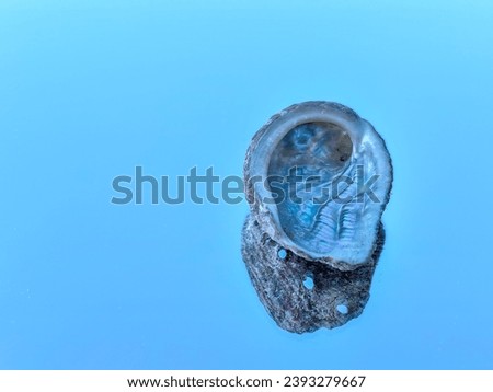 Haliotis, abalone or ear seashell alone on the blue background. Known as mother of pearls due to iridescence Royalty-Free Stock Photo #2393279667