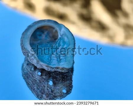 Haliotis, abalone or ear seashell alone on the blue and rocky background. Known as mother of pearls due to iridescence Royalty-Free Stock Photo #2393279671