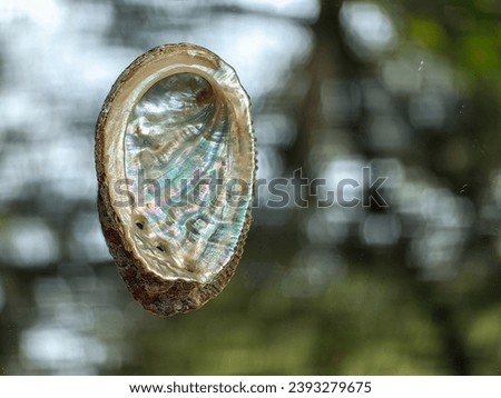 Haliotis, abalone or ear seashell alone on the green background. Known as mother of pearls due to iridescence Royalty-Free Stock Photo #2393279675