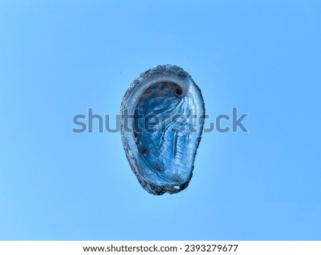 Haliotis, abalone or ear seashell alone on the blue background. Known as mother of pearls due to iridescence Royalty-Free Stock Photo #2393279677