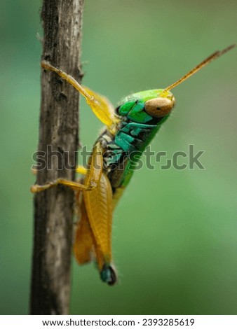 Grasshoppers perched on twigs in the background