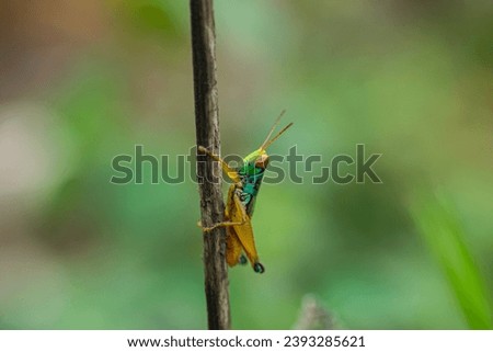 Grasshoppers perched on twigs in the background