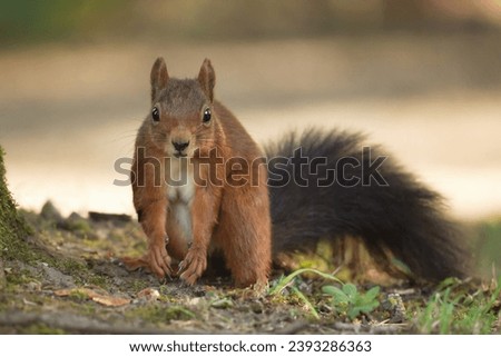 portrait of an anxious and questioning looking squirrel with its front legs hanging down in front of a blurred light brown background