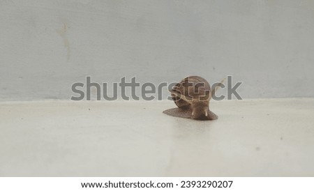 A snail, with its unique shell and slow movements, paints a picture of simple beauty in its small world, showcasing unexpected elegance in form and a leisurely journey.