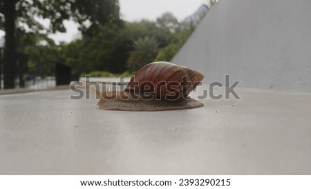 A snail, with its unique shell and slow movements, paints a picture of simple beauty in its small world, showcasing unexpected elegance in form and a leisurely journey.