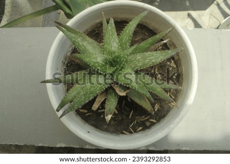 Aloe vera plants enhance the beauty of the home