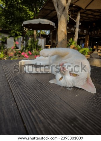 Cute little cat lying down and playing