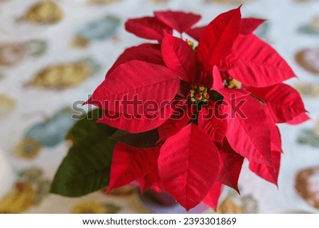 Red Poinsettia flower, Euphorbia Pulcherrima, or Nochebuena. Christmas Star flower close-up on a table, view from above Royalty-Free Stock Photo #2393301869