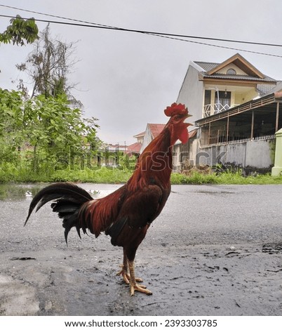 a rooster crows in the morning