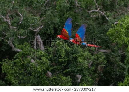 scarlet macaw couple flying through rainforest canopy in tambopata reserve Royalty-Free Stock Photo #2393309217